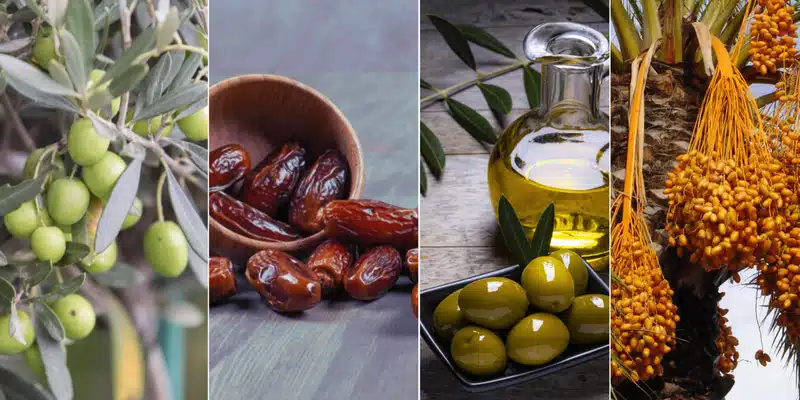 Innover les Traditions Avec Cuisinox Algérie 2023 huile d'olive et dattes